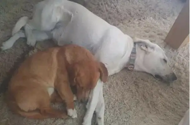 Go out and play with a little follower, and the dog forces the owner to take it back: Good boy
