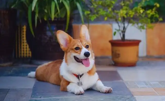 Netizens take Corky out and he doesn't want to go home. Dog: You take me to elope