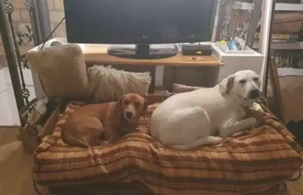 Go out and play with a little follower, and the dog forces the owner to take it back: Good boy