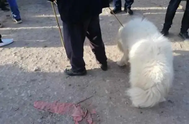 Dogs: The poor old Samaye was sold to the dog dealer and bought it