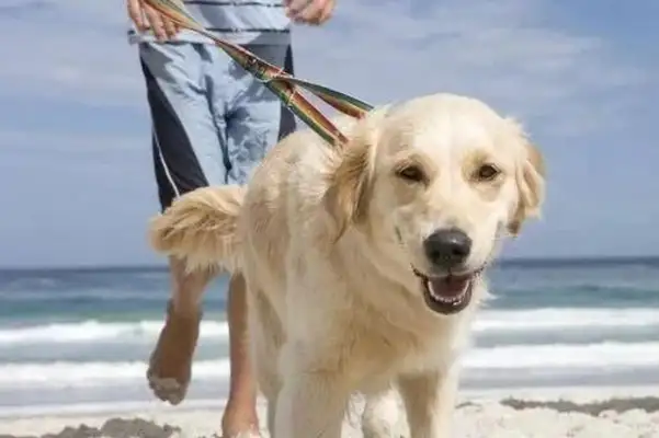 New rules for dogs, uncivilized and illegal