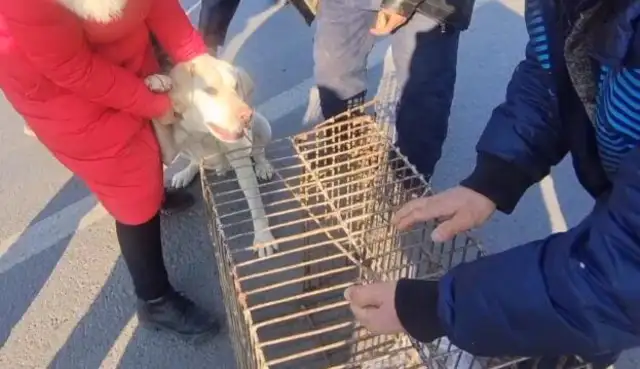 The owner sells dogs with a stick and a dog, and the sold Labrador holds the hostess in his arms, but she pushes her cage