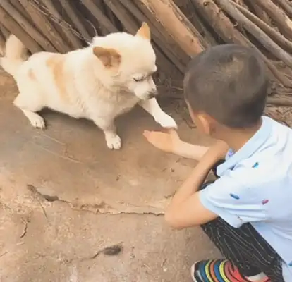 A 10-year-old doggy learns how to wave. You've earned a fortune in the past