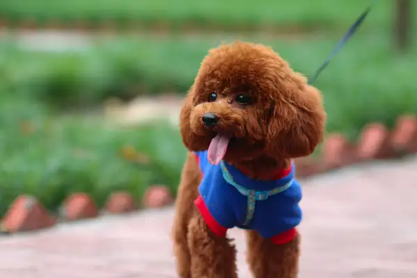 Five of the most dangerous dogs in the dog world, the presence of a time bomb, Teddy?