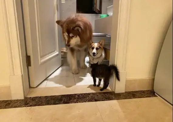 The two dogs had to hide in the bathroom by the cat, Alaska looked away, and Kirky asked for help
