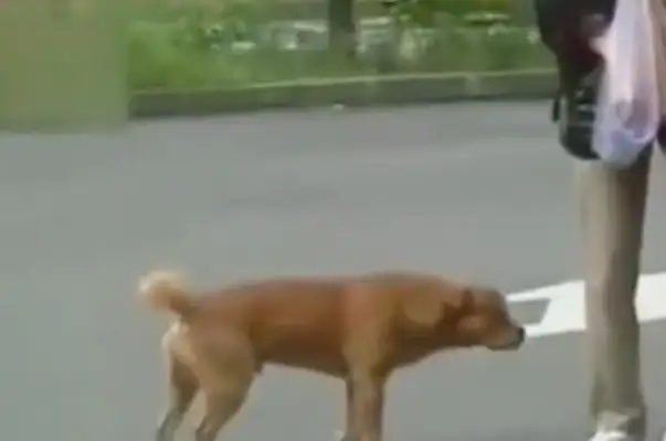 The dog bus stop waits for the owner for a year. The dog is tearing