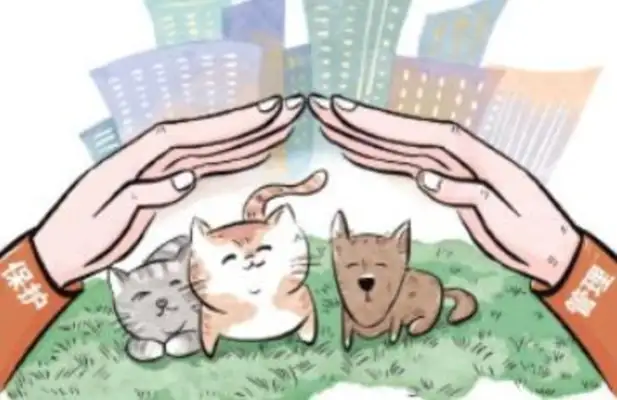 What should we do with the massive increase in the number of stray cats and dogs