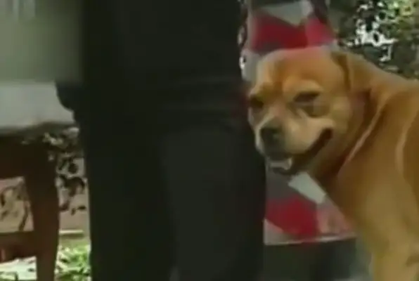 The dog bus stop waits for the owner for a year. The dog is tearing