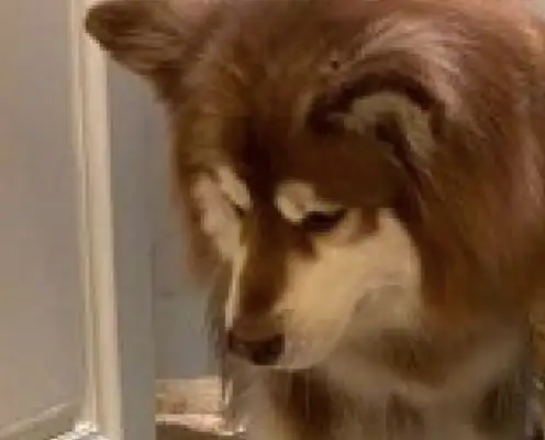 The two dogs had to hide in the bathroom by the cat, Alaska looked away, and Kirky asked for help