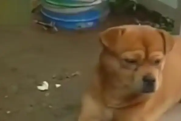 The dog bus stop waits for the owner for a year. The dog is tearing