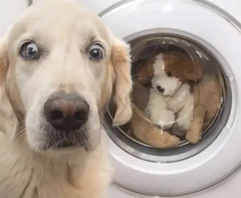 When I threw my favorite doll into a fully automated washing machine, the guy was terrified: Did you kill him