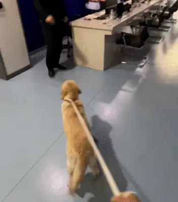 Picked up a dog, accidentally got him a civil servant job