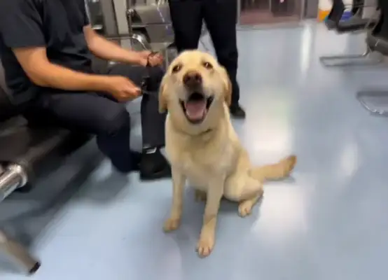 Picked up a dog, accidentally got him a civil servant job