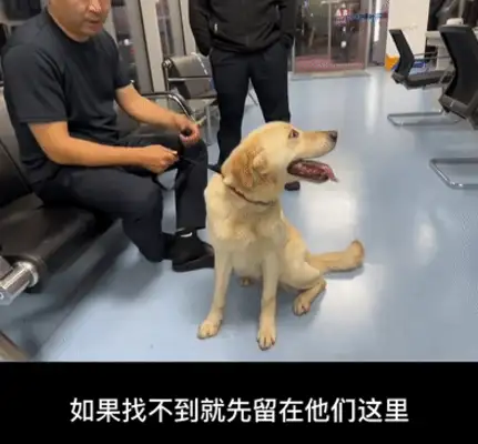 Picked up a dog, accidentally got him a civil servant job