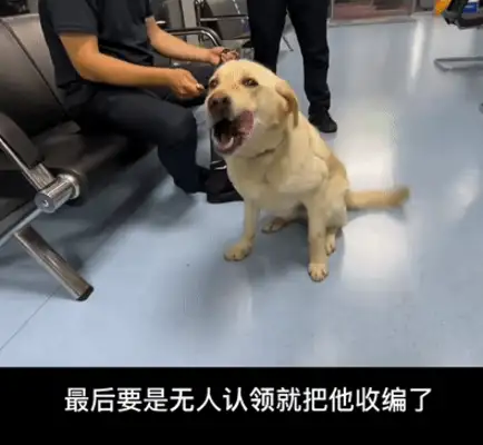 Picked up a dog, accidentally got him a civil servant job
