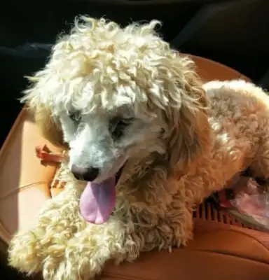 When the master sent little Teddy to the country, he came home to pick it up, and the dog bit him. Stay