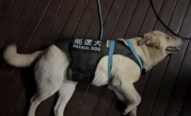 Picked up a dog, accidentally got him a civil servant job