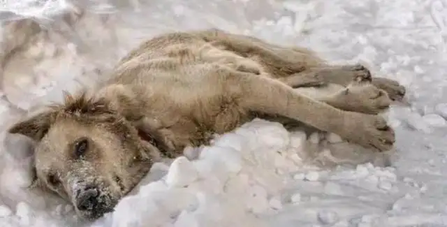 Mother of a stray dog, 20 degrees below, freezes to death in the snow