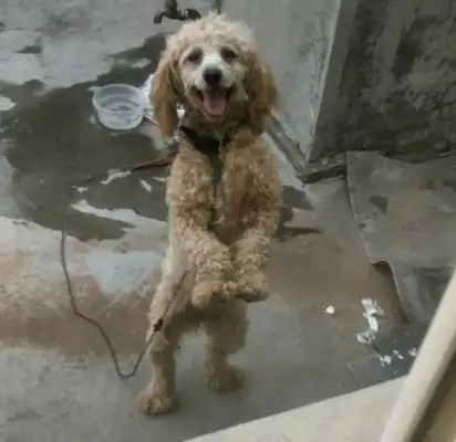 When the master sent little Teddy to the country, he came home to pick it up, and the dog bit him. Stay