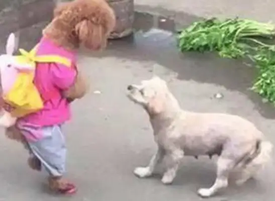 The master took Teddy to buy food, ran into a little pup and got beat up before he left