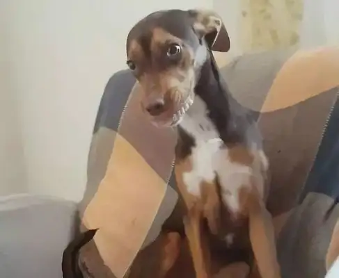 Grandma couldn't find her teeth until she saw the dog at home..