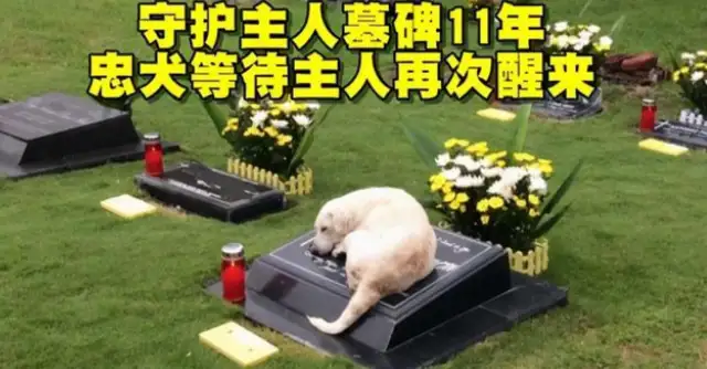 The master is dead, and the dog stays at the grave for three months! The dog's love for the master is so strong