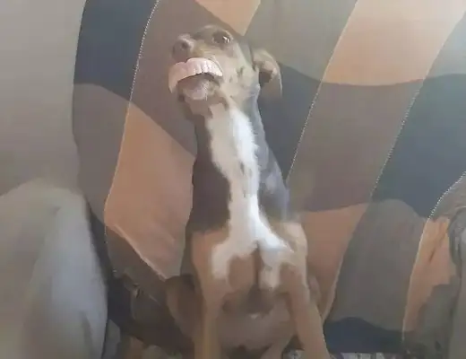Grandma couldn't find her teeth until she saw the dog at home..