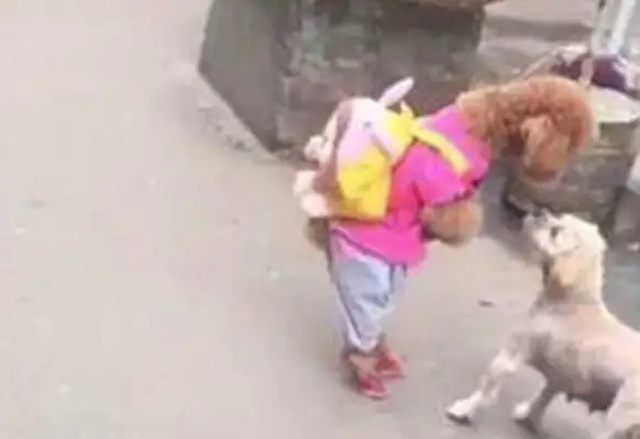 The master took Teddy to buy food, ran into a little pup and got beat up before he left