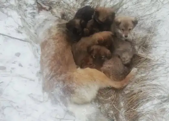 Mother of a stray dog, 20 degrees below, freezes to death in the snow