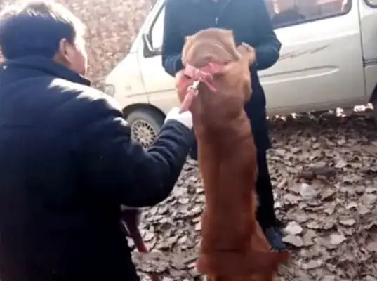 We moved to the city, the owner sold the hair to the dog's shop, and the hair behaved in tears. People