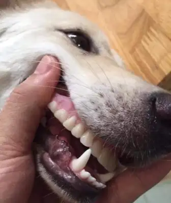 Grandma couldn't find her teeth until she saw the dog at home..