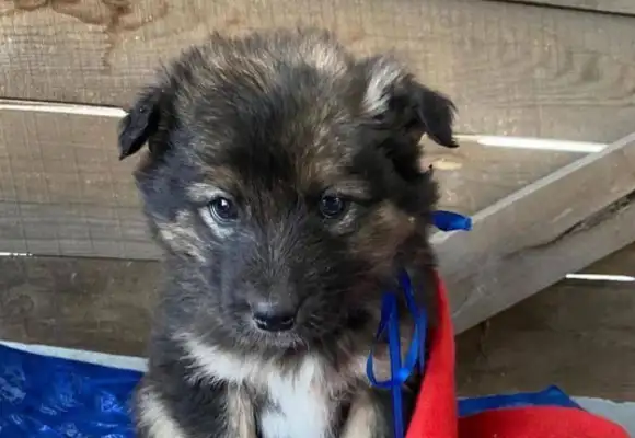 Mother of a stray dog, 20 degrees below, freezes to death in the snow
