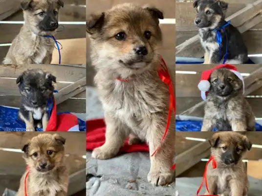Mother of a stray dog, 20 degrees below, freezes to death in the snow