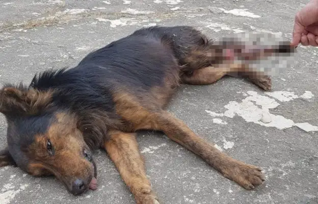 The stray dog had two white bones on his face!