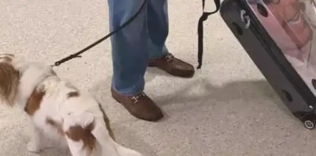 The dog sat in first class at the airport, and asked the passengers to hesitate
