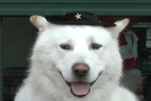 The dog sells tickets to the owner, he's got a lot of customers