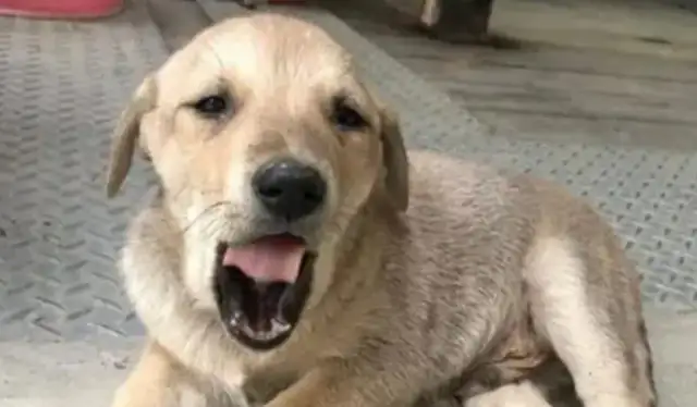 Dogs work for over 30 days, and they're cut off for no business