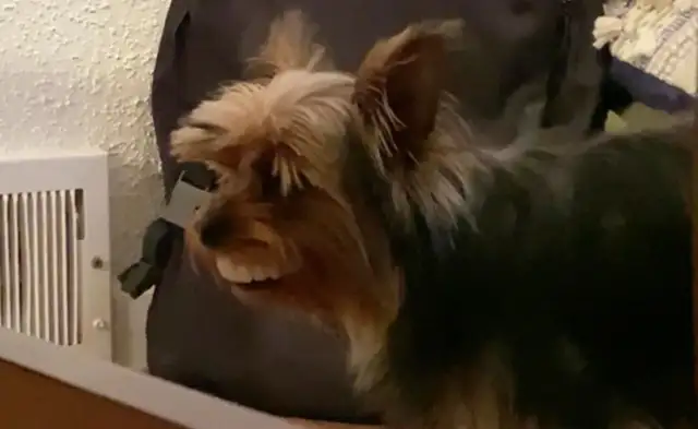Grandma couldn't find her teeth until she saw the dog at home..