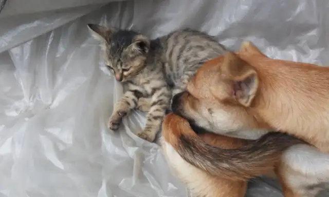 It's not the same day that you die. The homedogs and cats die together