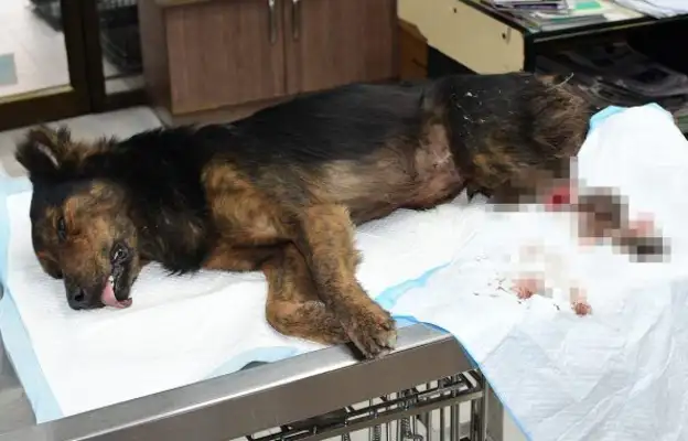 The stray dog had two white bones on his face!