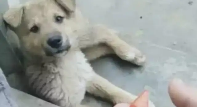 The pup eats roasted chicken wings, it's so good that he eats both