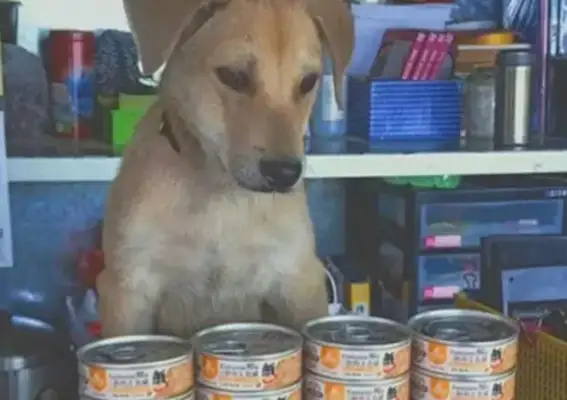 Dogs work for over 30 days, and they're cut off for no business