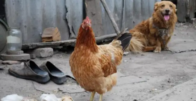 When the city dog came to the country, he was bullied by a bunch of chickens. Statements