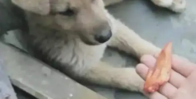 The pup eats roasted chicken wings, it's so good that he eats both