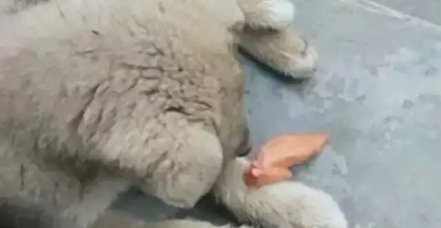 The pup eats roasted chicken wings, it's so good that he eats both