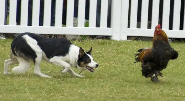 When the city dog came to the country, he was bullied by a bunch of chickens. Statements