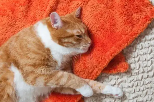 Cat low blood sugar: from symptoms to treatment, read a book