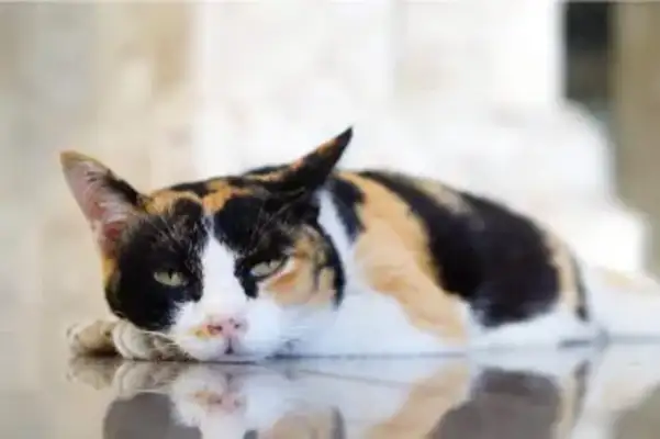 Cat low blood sugar: from symptoms to treatment, read a book