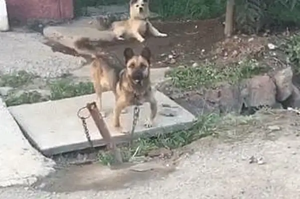 I've got a video of a country dog, but the circle of friends is so rich: the dog is not the usual asset