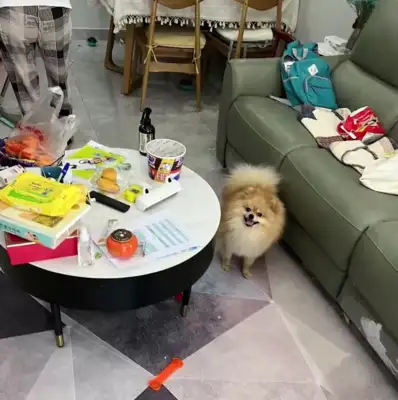 Parents are sealed, 13-year-olds live alone for 66 days and fatten up dogs and cats